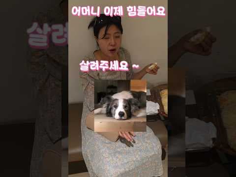 이마트 트레이더스 한우 1++ 등급과 소고기 햄의 매력